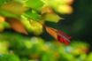 Tapety na plochu - Red Green Leaf