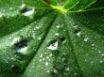 Tapety na plochu - Green Drops
