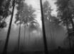 Tapety na plochu - Forest Fog