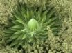 Tapety na plochu - Wild Succulent