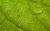 Tapety na plochu - Green leaf