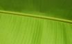 Tapety na plochu - Green leaf