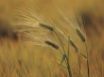 Tapety na plochu - Wheat in wind
