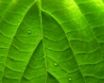 Tapety na plochu - Green Vivid Leaf