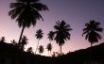 Tapety na plochu - Twilight palms
