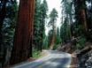Tapety na plochu - Redwood Road
