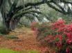 Tapety na plochu - Azaleas and live oaks