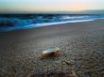 Tapety na plochu - Shell on the sand