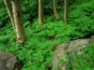 Tapety na plochu - Green contrast forest