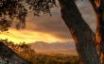 Tapety na plochu - Tree and sunset