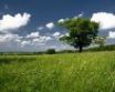 Tapety na plochu - Green field and tree