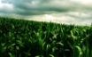Tapety na plochu - Green corn field