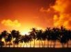Tapety na plochu - Sundown over palms