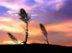 Tapety na plochu - Sunset over grass