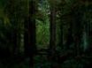 Tapety na plochu - Dark forest