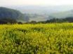 Tapety na plochu - Yellow meadow