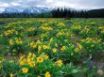 Tapety na plochu - Yellow Hill Flowers