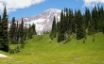 Tapety na plochu - Alpine Grass