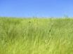 Tapety na plochu - Fresh Grassland