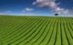 Tapety na plochu - Green Striped Field