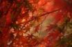 Tapety na plochu - Red Tree Leaf