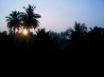 Tapety na plochu - Sunset  Palm ree