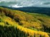 Tapety na plochu - Yellow Forest