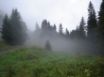 Tapety na plochu - Forest fog