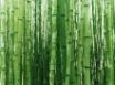 Tapety na plochu - Vista bambus