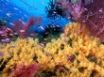 Tapety na plochu - Yellow corals