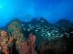 Tapety na plochu - Los roques reef
