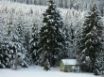 Tapety na plochu - Snow trees winter