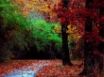 Tapety na plochu - Autumn forest