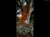 Tapety na plochu - Autumn tree