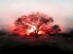 Tapety na plochu - Sunset tree
