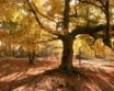 Tapety na plochu - Old tree in autumn