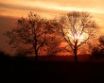 Tapety na plochu - Sunset trees