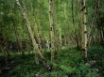 Tapety na plochu - Birch forest