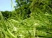 Tapety na plochu - Sun bathed grass