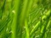 Tapety na plochu - Green grass 1