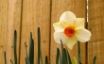Tapety na plochu - Easter Daffodil