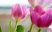 Tapety na plochu - Tulips in Spring