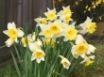 Tapety na plochu - Spring Daffodils