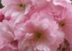 Tapety na plochu - Pink Spring