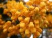 Tapety na plochu - Yellow Blossoms
