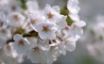 Tapety na plochu - White Blossom