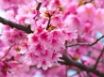 Tapety na plochu - Cherry Blossom