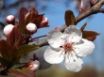 Tapety na plochu - Plum Blossoms