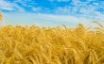 Tapety na plochu - Wheat field