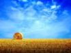 Tapety na plochu - Summer hay field